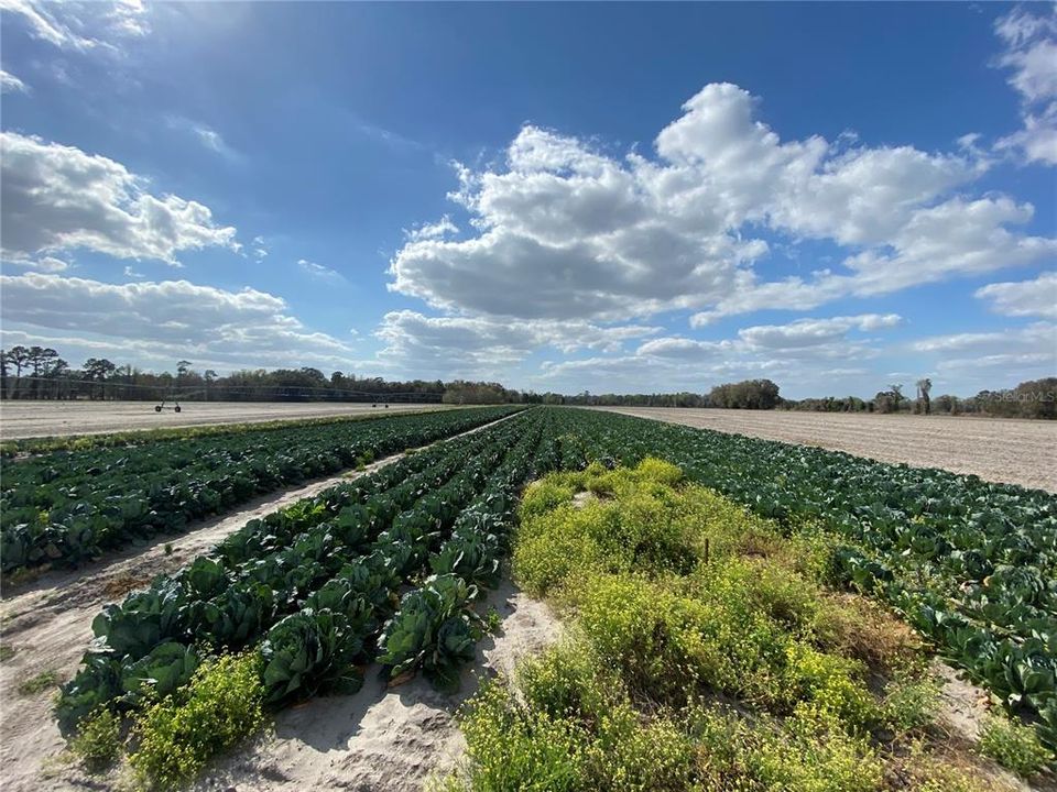 En Venta: $599,900 (38.70 acres)