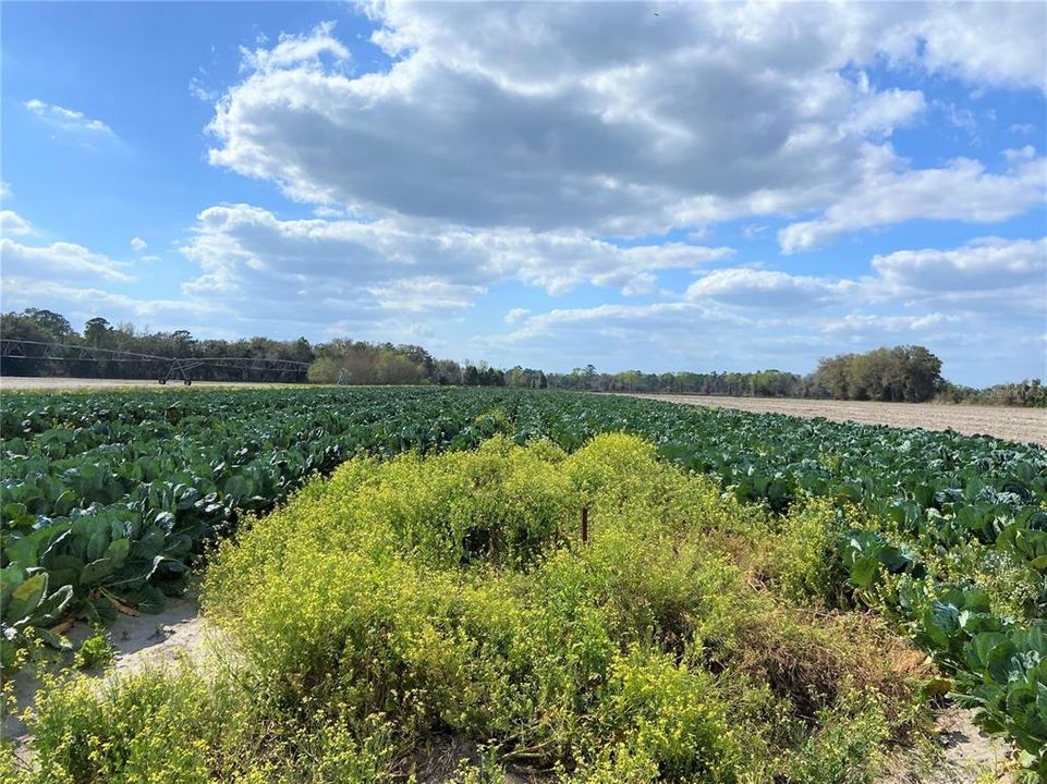 En Venta: $599,900 (38.70 acres)