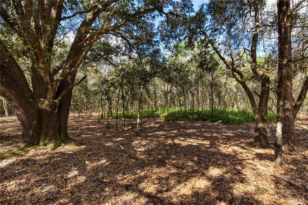 Recently Sold: $280,000 (5.00 acres)