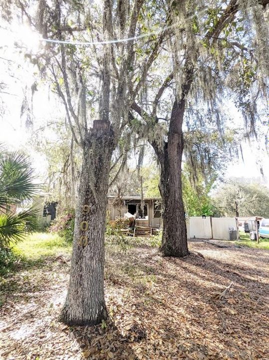 Mature Landscaping in front yard