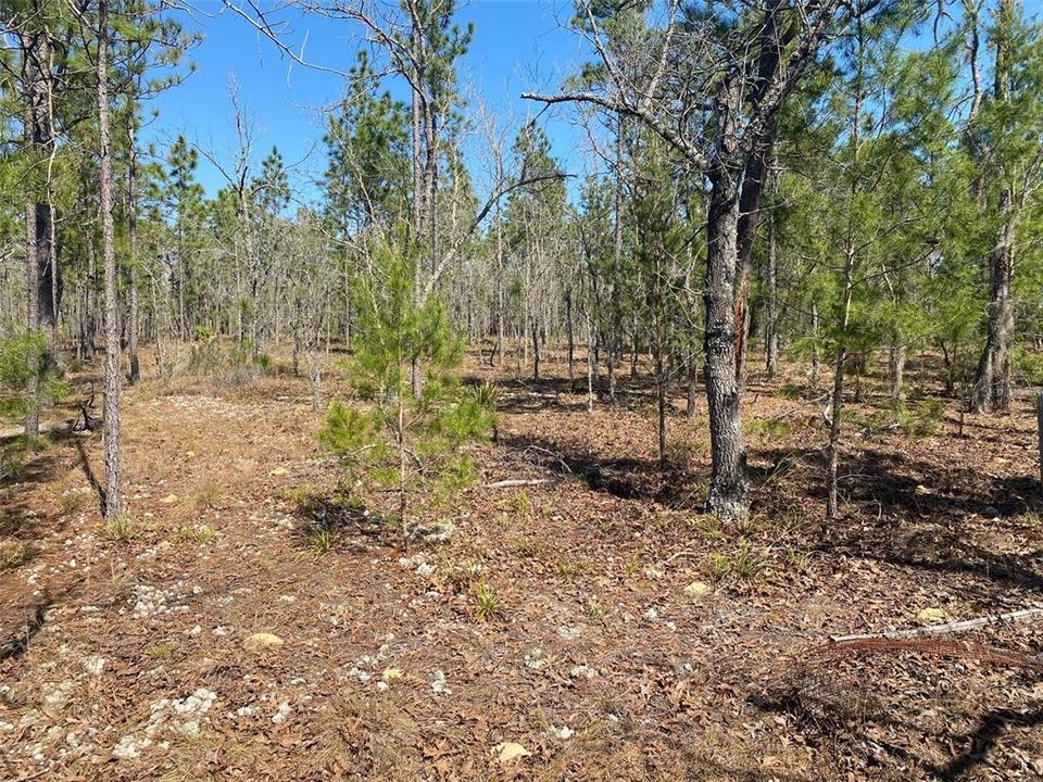 Недавно продано: $58,900 (5.00 acres)