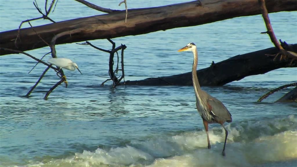 Marvel at the various forms of wildlife that call Little Gasparilla Island home!