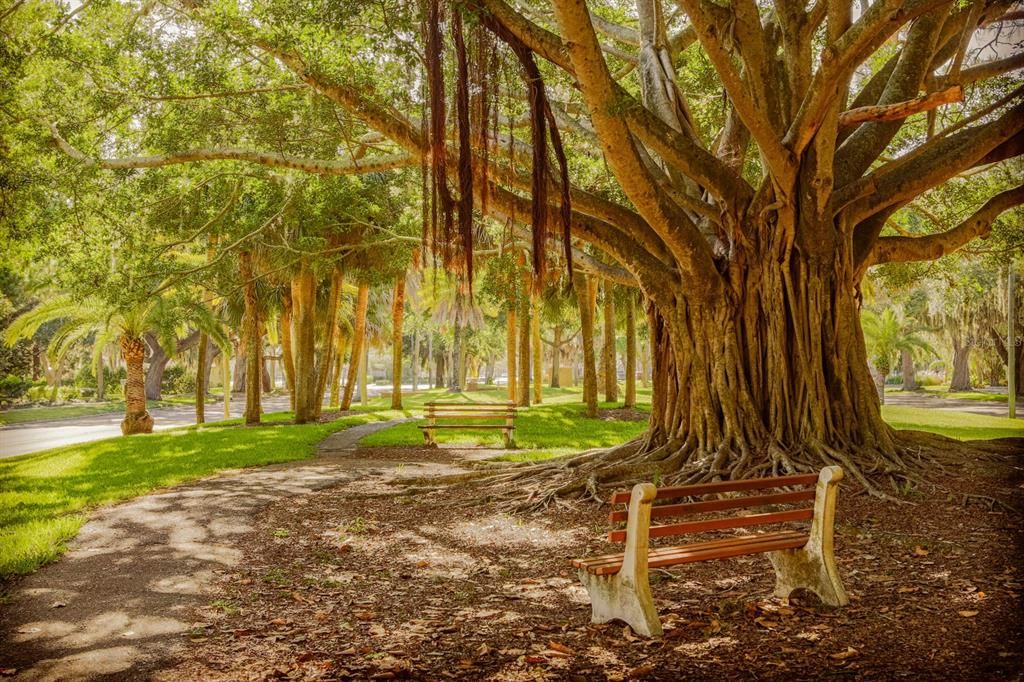 Banyon Trees locate on the Island of Venice