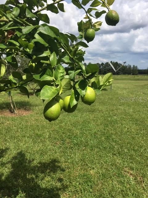 Meyer and Ponderosa Lemon Trees