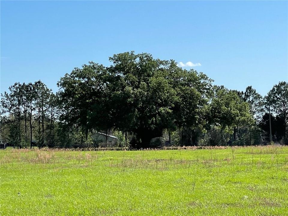 Large Oak in Pasture