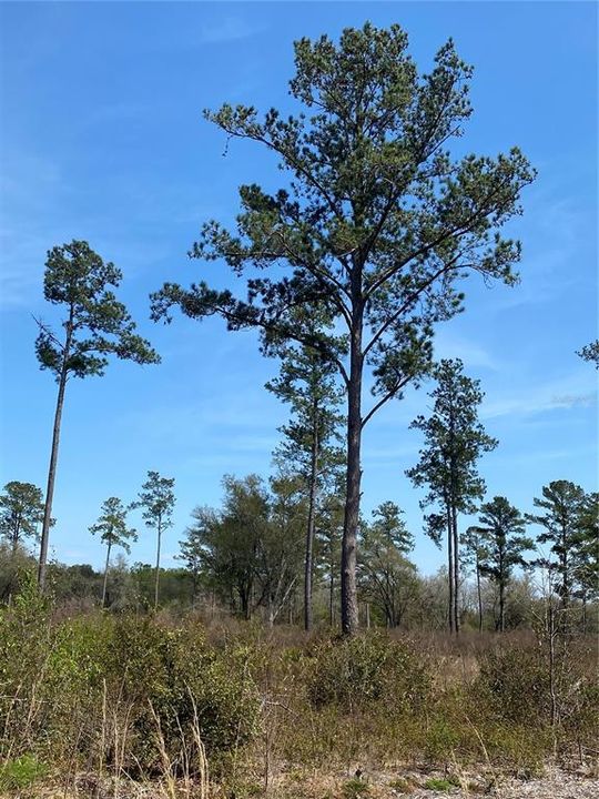 Recently Sold: $190,371 (27.00 acres)