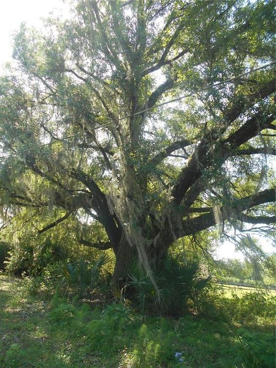 GRAND OLD OAKS