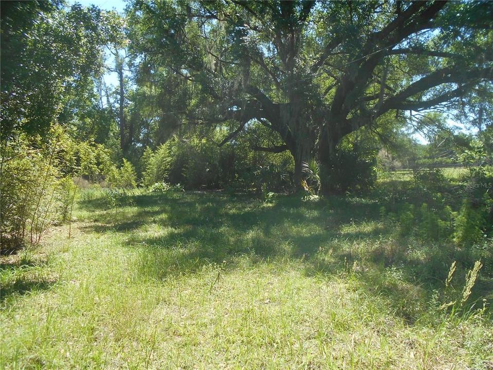 MORE BEAUTIFUL TREES~