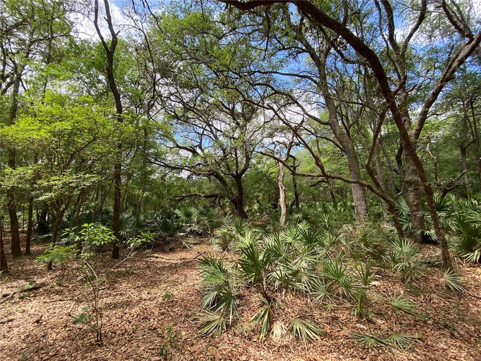 Vendido Recientemente: $109,900 (8.10 acres)