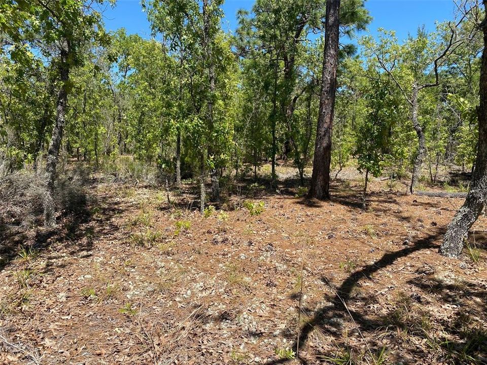 Recently Sold: $62,000 (5.00 acres)