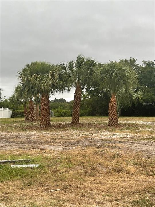 Lot with Palm trees newly trimmed