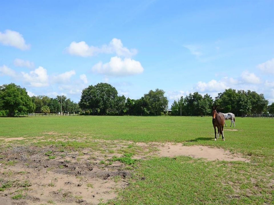 Improved pasture with bahai grass