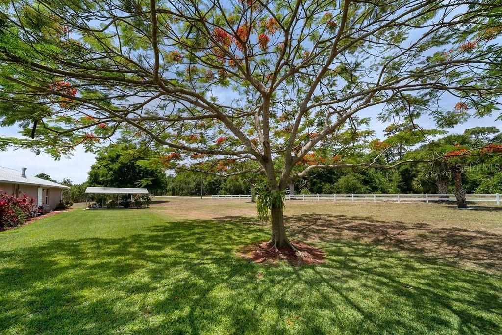 royal poinciana tree in bloom bright orange