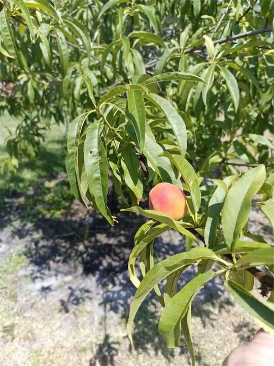 Peach Tree