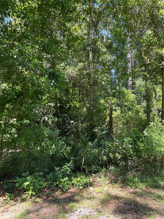 Recently Sold: $20,000 (0.31 acres)