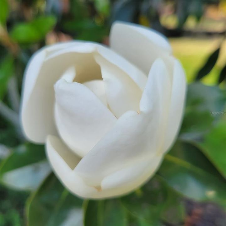 Magnolia blooming in Lakewood Ranch  Country Club