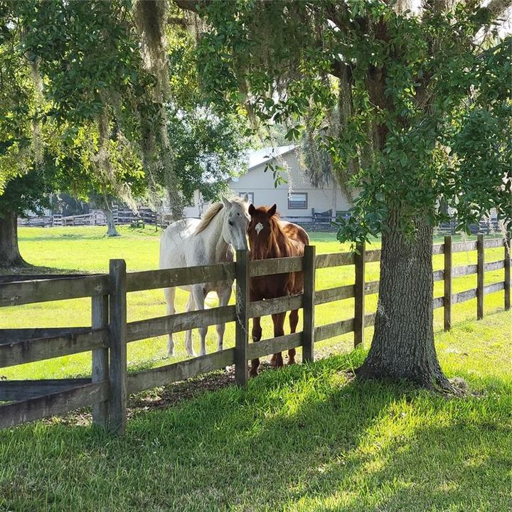 Lakewood Ranch Polo Club