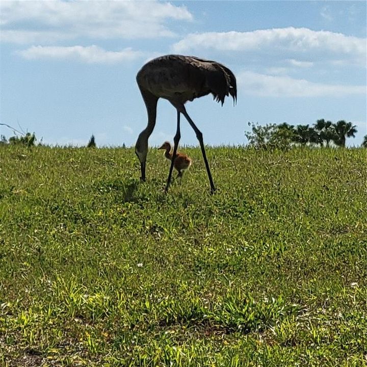 Sandhill Crane with her Colt in Lakewood Ranch