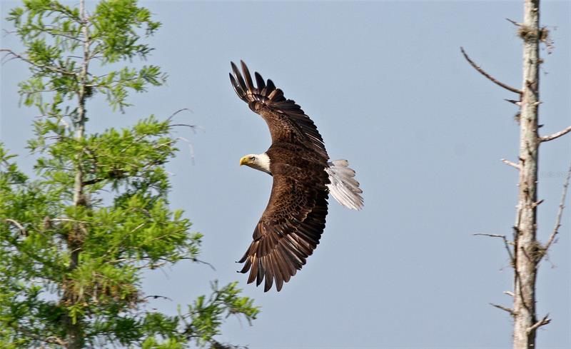 Eagles soar over the lake.