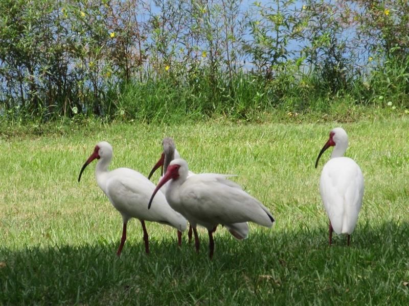 Ibis are frequent visitors.