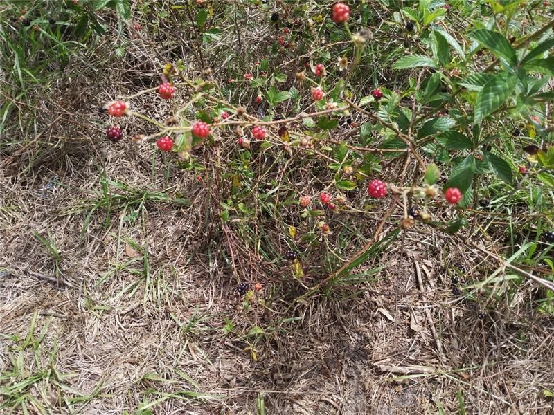 Wild Blackberry on rear of the property 2