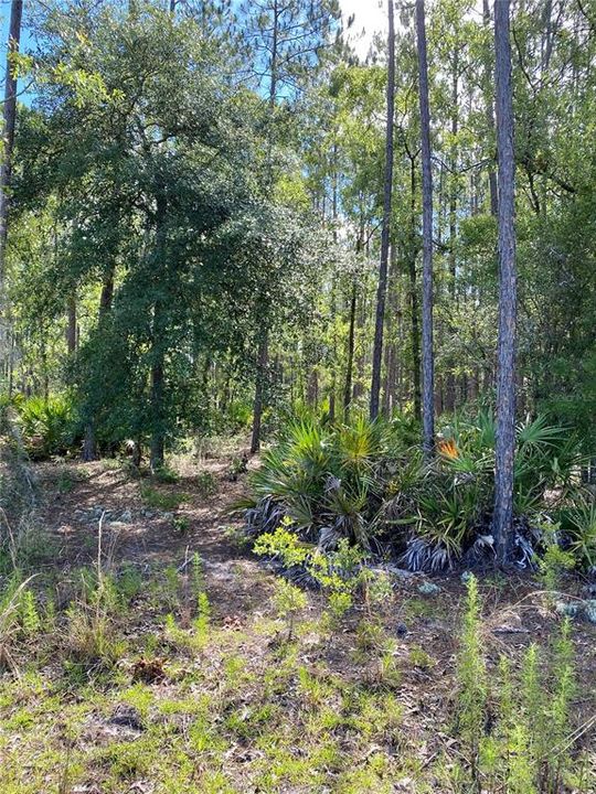 Recently Sold: $110,000 (13.13 acres)