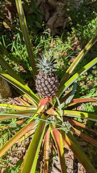 Fresh pineapple plants