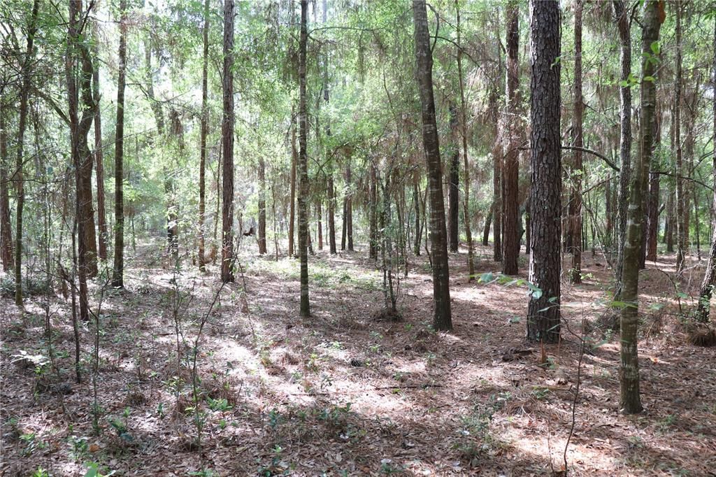 Recently Sold: $35,000 (1.09 acres)