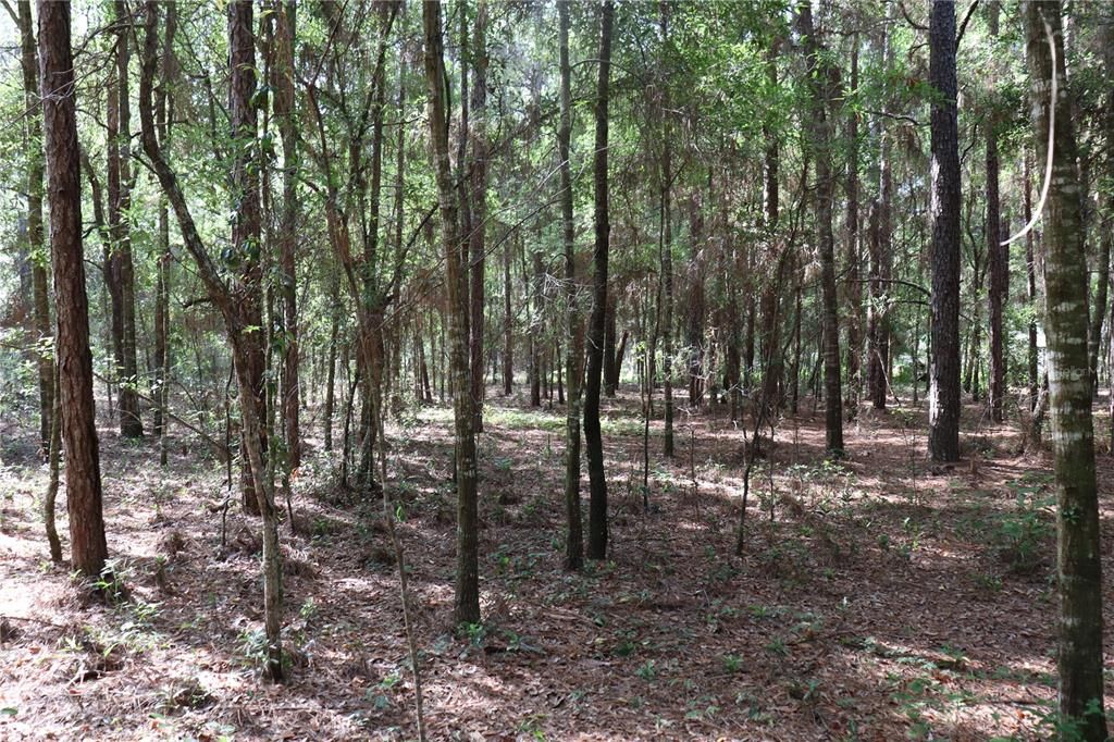 Vendido Recientemente: $35,000 (1.09 acres)