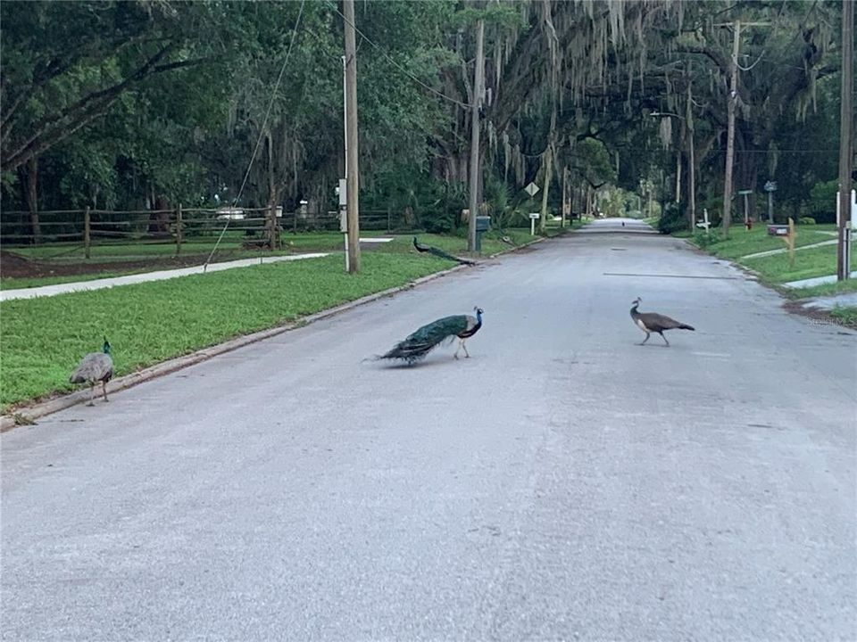 Peacock Crossing!