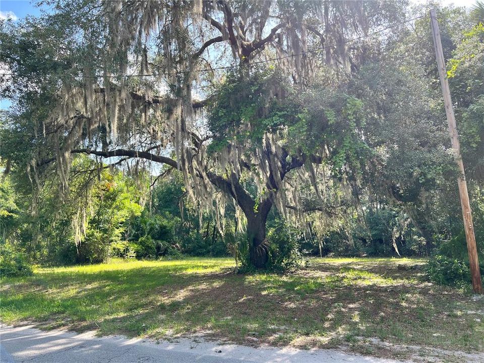 Majestic Oak Tree