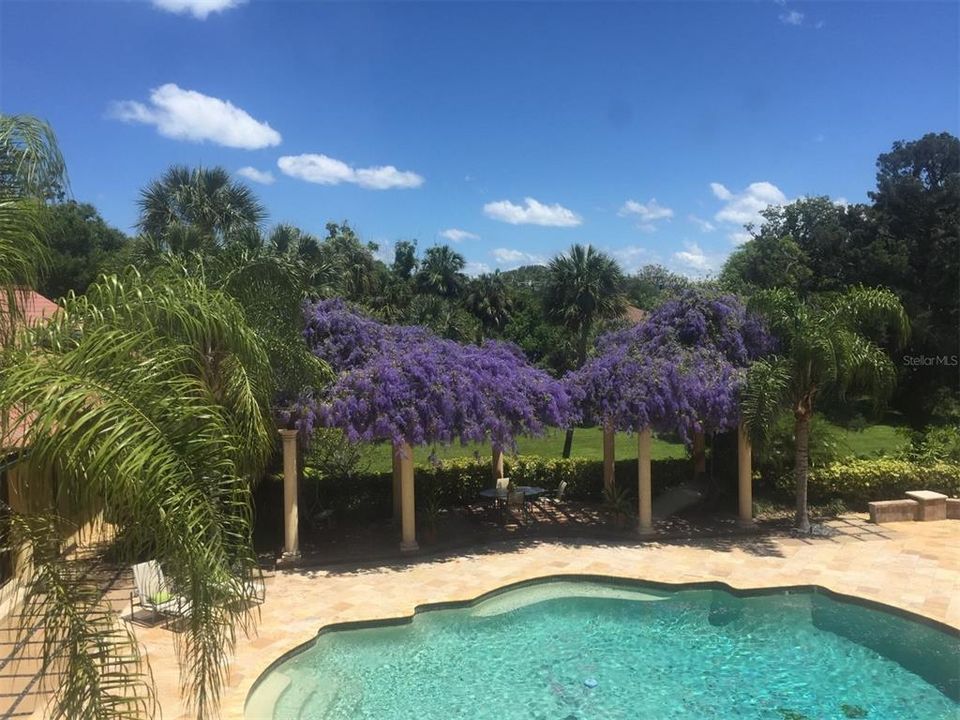 Beautiful Queens Wreath vine, view from her master bathroom.