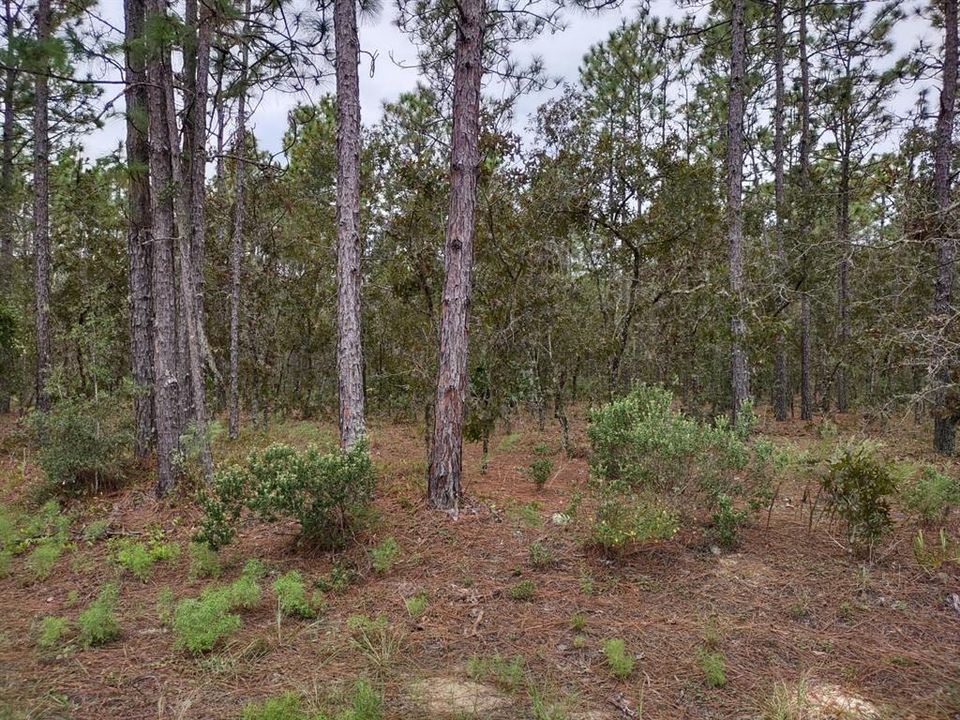 Vendido Recientemente: $27,900 (1.16 acres)