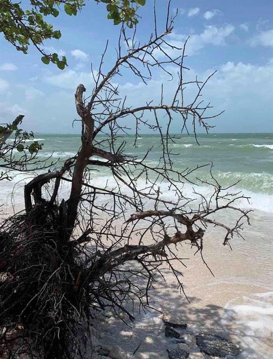 Honeymoon Island State Park