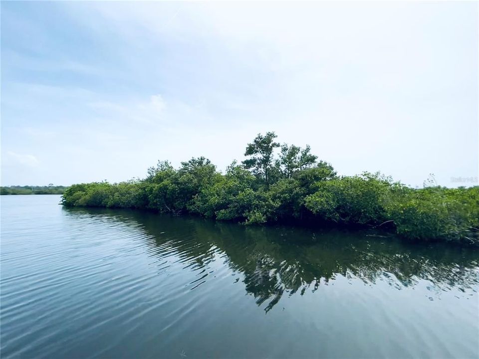 Island Mangrove