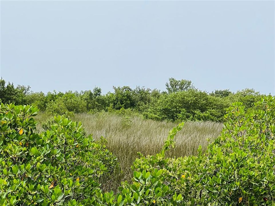 Island grassy area and mangroves