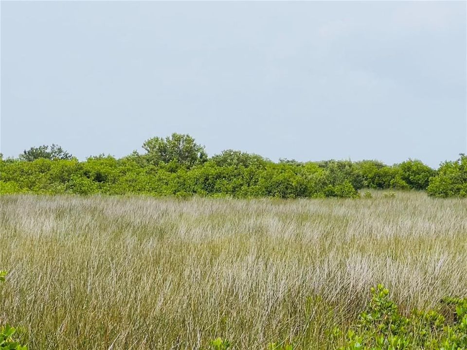 Island grass