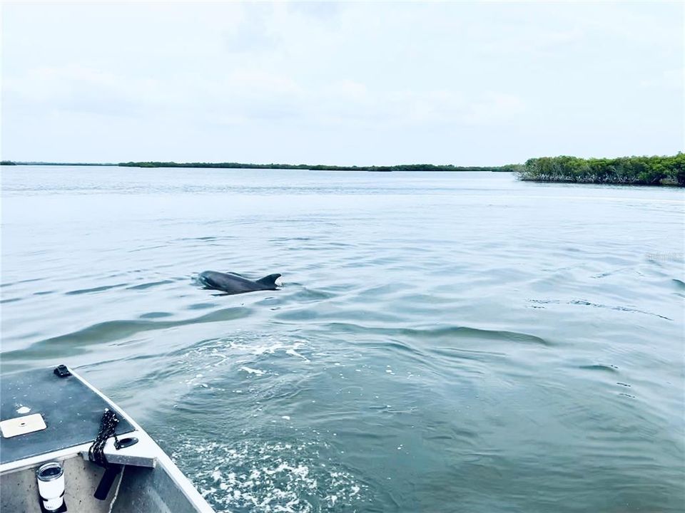 Dolphin in Bay near island