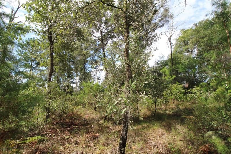 Recently Sold: $32,000 (1.07 acres)