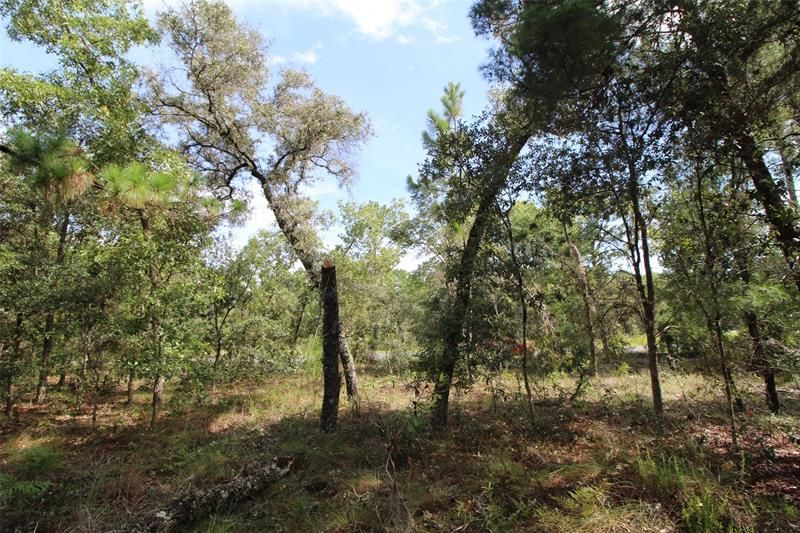 Recently Sold: $32,000 (1.07 acres)