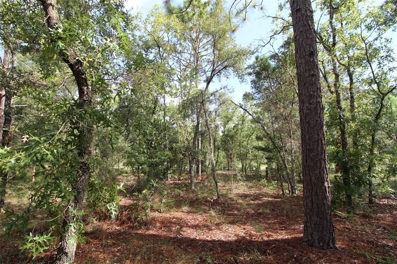 Recently Sold: $32,000 (1.07 acres)