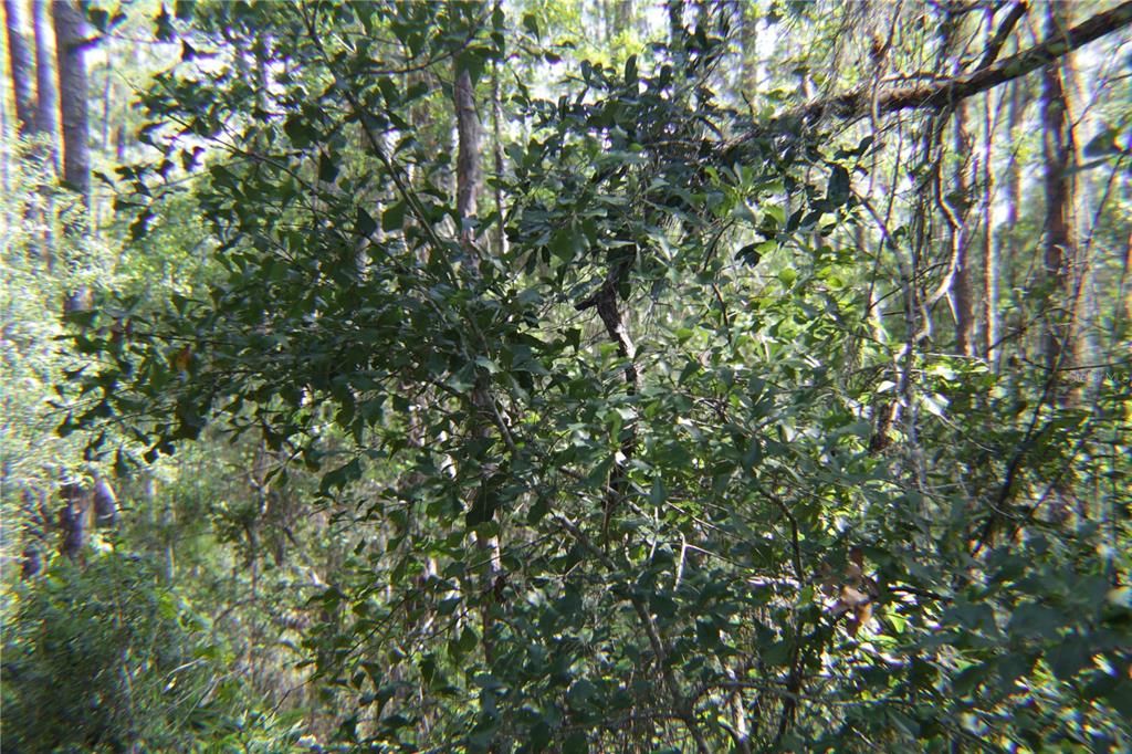 На продажу: $389,000 (2.12 acres)