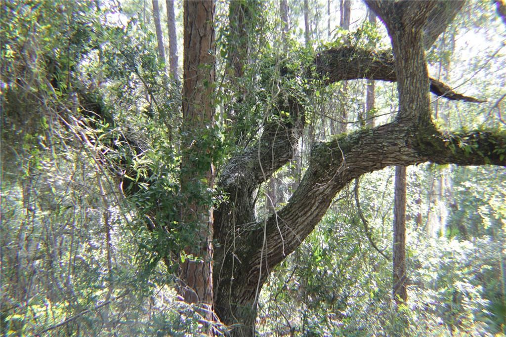 На продажу: $389,000 (2.12 acres)