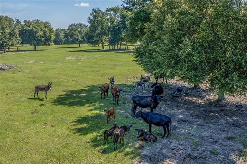 На продажу: $5,100,000 (13.94 acres)