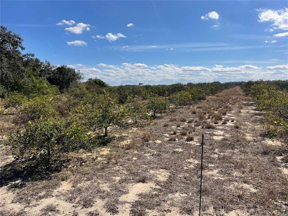 For Sale: $998,865 (73.99 acres)