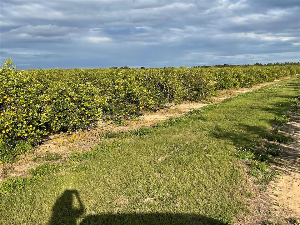 For Sale: $998,865 (73.99 acres)