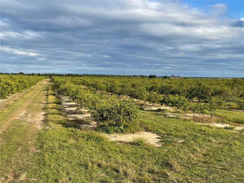 For Sale: $998,865 (73.99 acres)