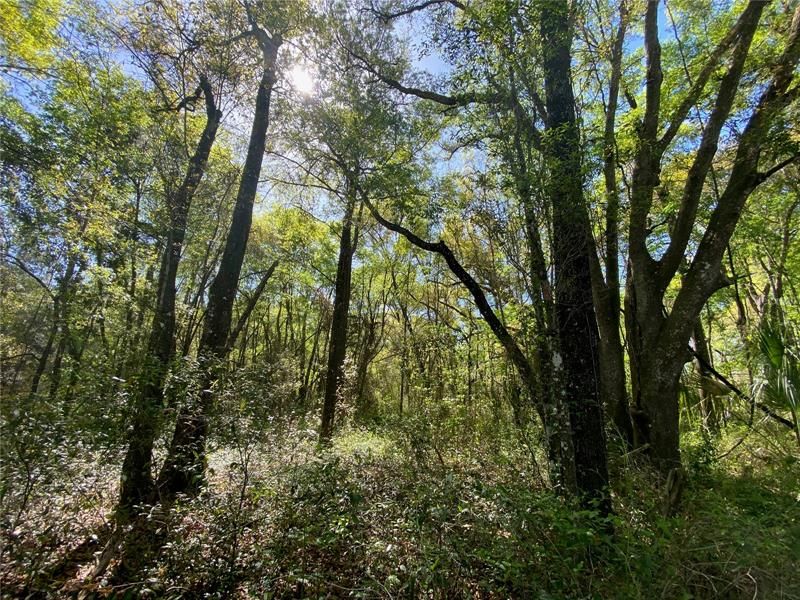 Recently Sold: $35,000 (6.20 acres)