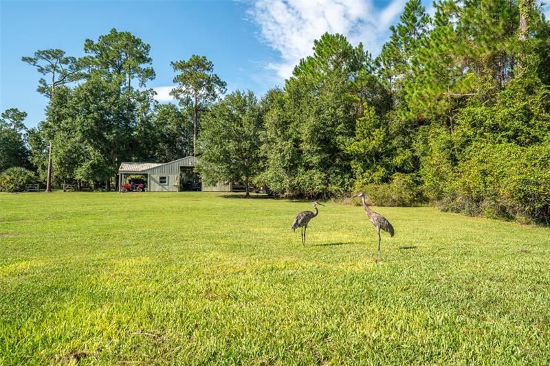 Cleared lot with surrounding trees. Horse stable in the background.