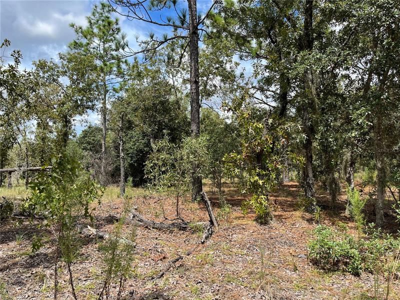 Vendido Recientemente: $18,500 (1.09 acres)